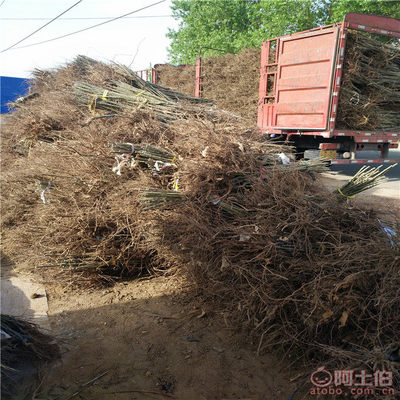 2018年高50公分大紅袍板栗苗價格、廠家及供應商信息概覽